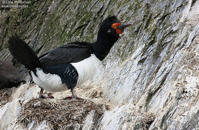 Rock Shag, identification