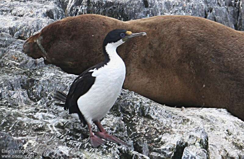 Cormoran impérialadulte, identification