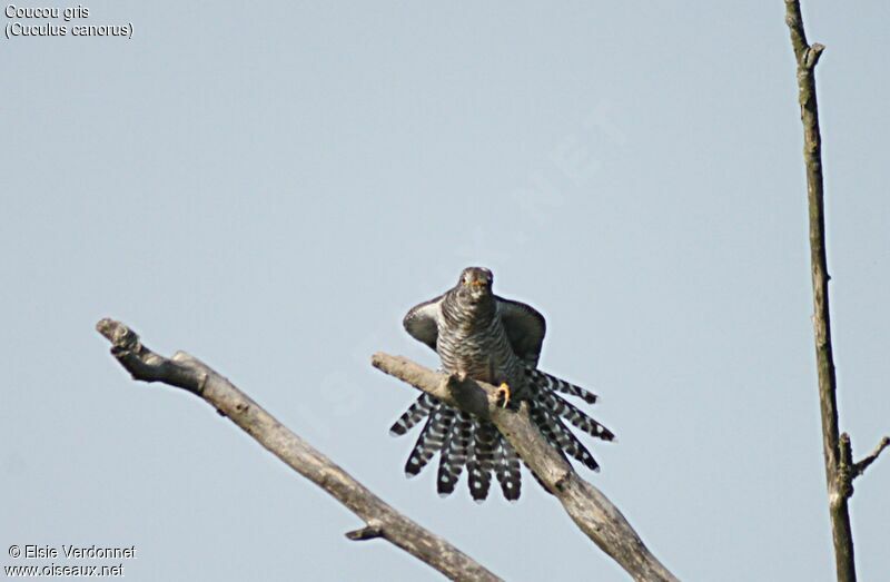 Common Cuckoo