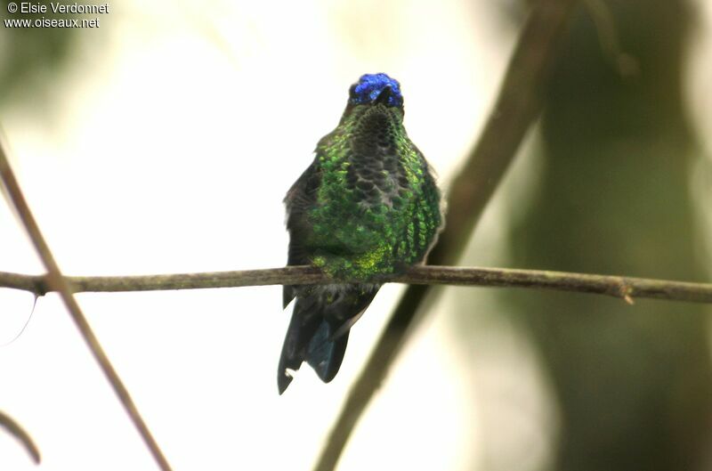 Dryade glaucope