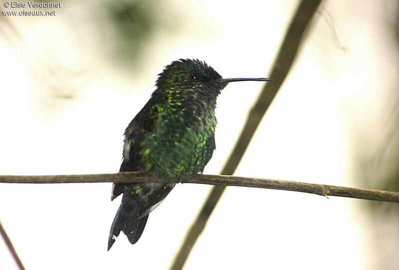 Violet-capped Woodnymph