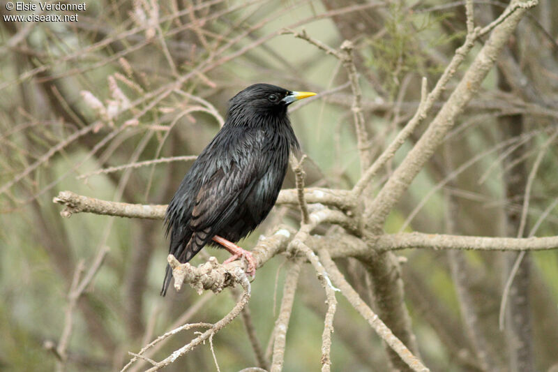 Spotless Starling