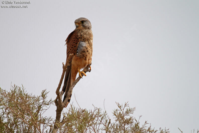 Common Kestrel female, close-up portrait