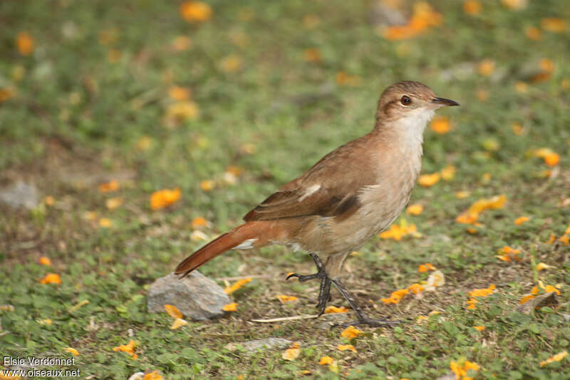 Rufous Horneroadult, identification