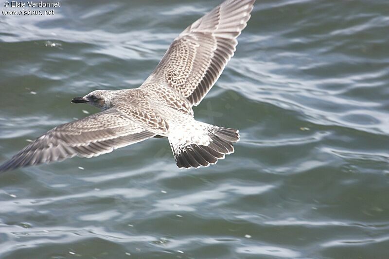 Kelp Gull