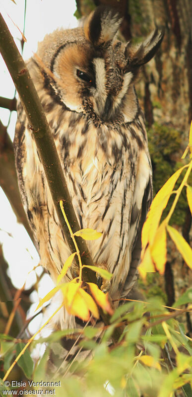 Long-eared Owl