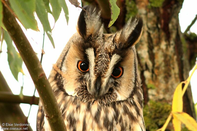 Hibou moyen-duc, portrait