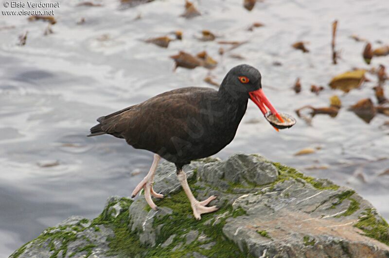 Blackish Oystercatcher, eats