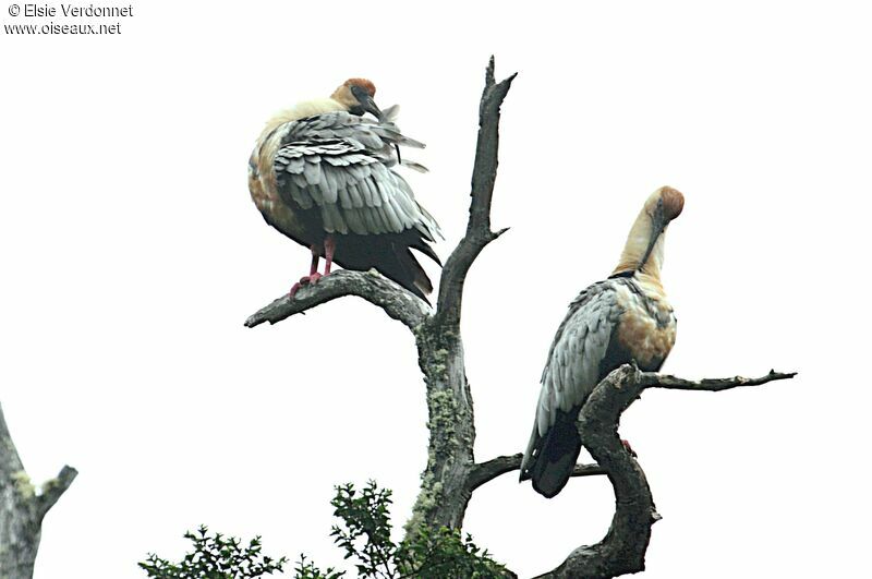 Black-faced Ibis