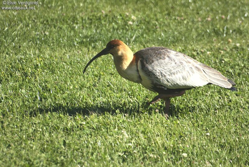 Ibis à face noire