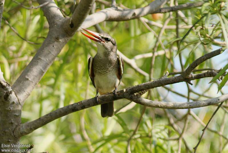 Grey-headed Kingfisherjuvenile, habitat, pigmentation