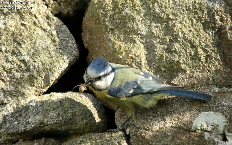 Eurasian Blue Tit