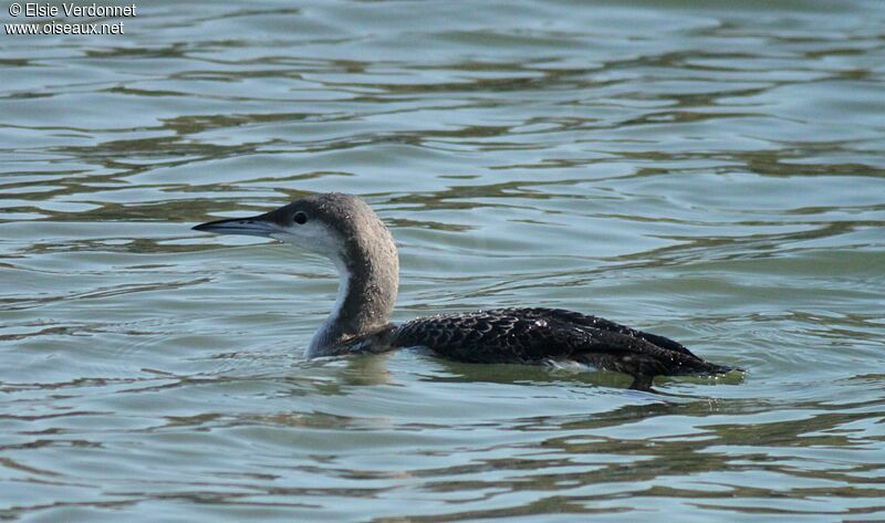 Black-throated Loon