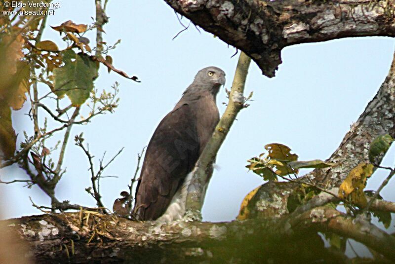 Grey-headed Fish Eagleadult