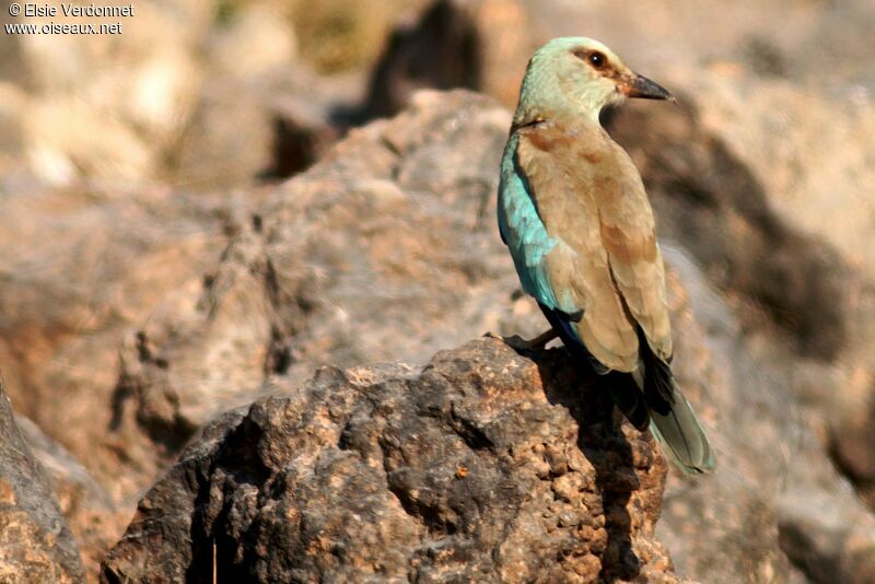 European Roller