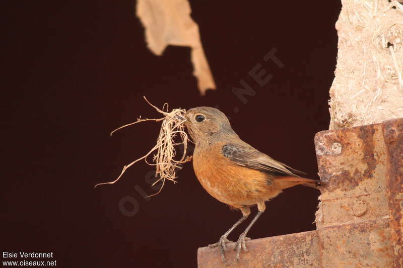 Moussier's Redstart female adult breeding, Reproduction-nesting