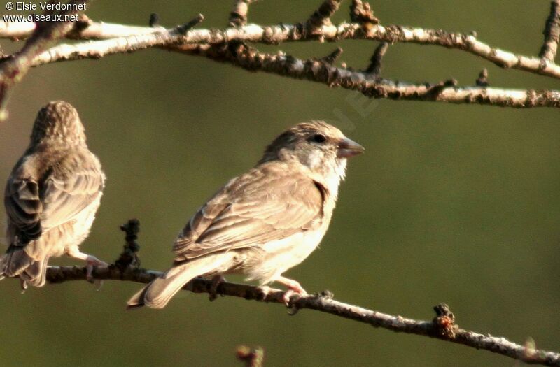 Serin du Yémen