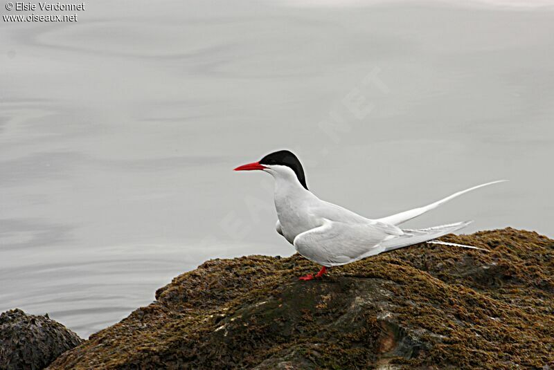 South American Tern