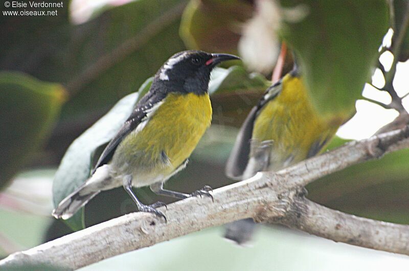 Bananaquit