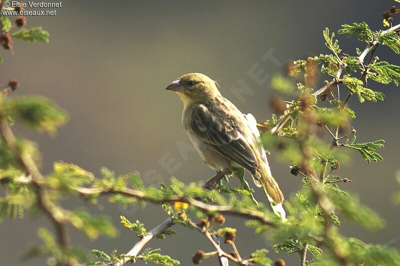 Rüppell's Weaver