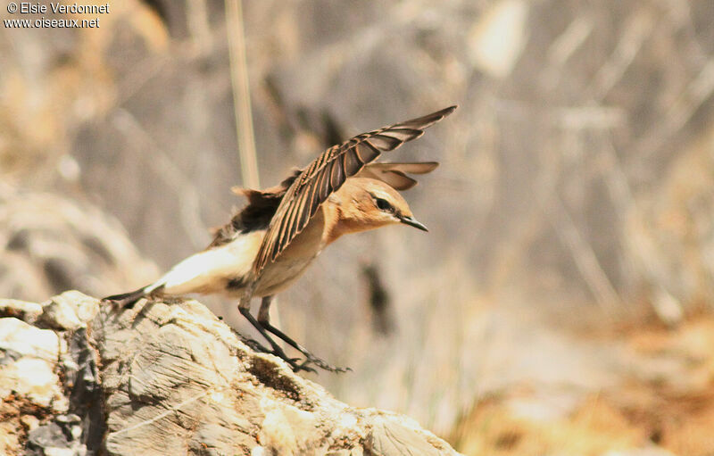 Northern Wheatear