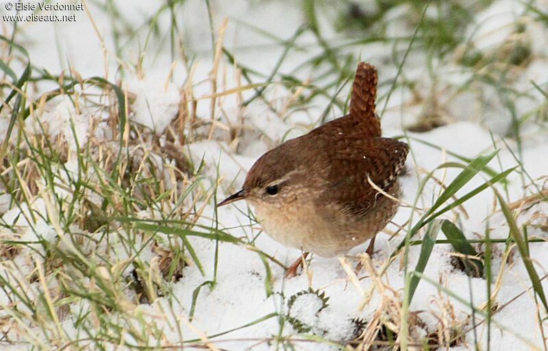 Eurasian Wren, eats