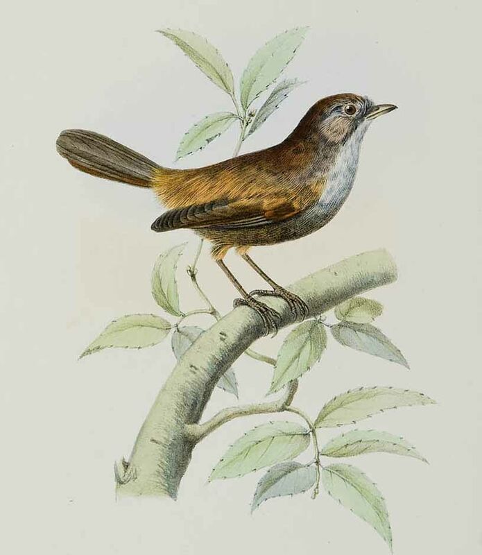 Spectacled Fulvetta