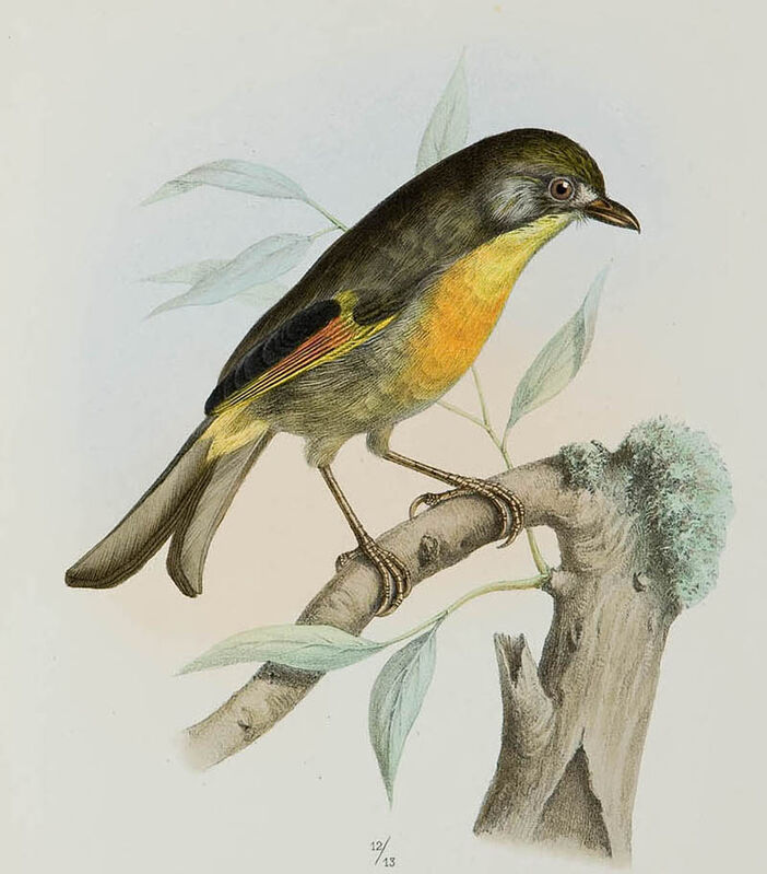 Red-billed Leiothrix