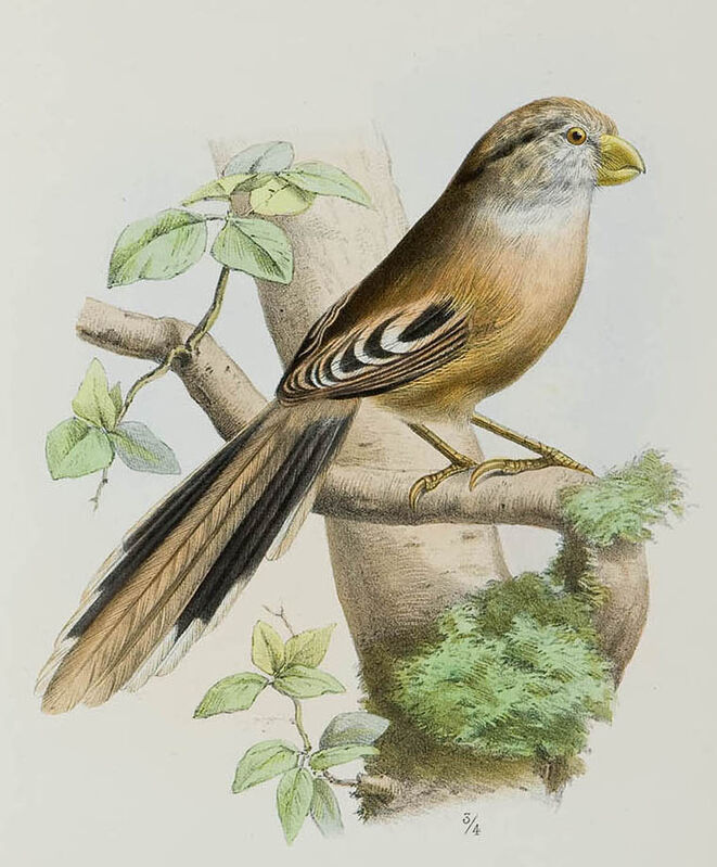 Reed Parrotbill