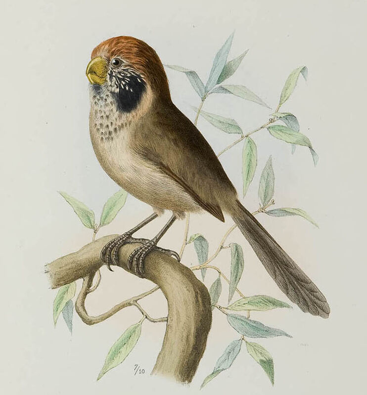 Spot-breasted Parrotbill