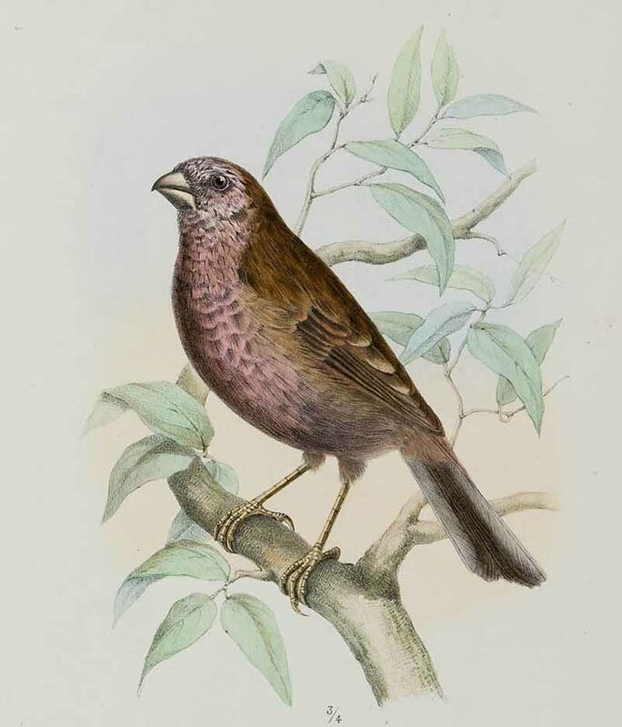 Dark-rumped Rosefinch