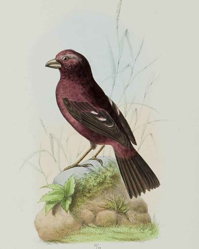 Vinaceous Rosefinch