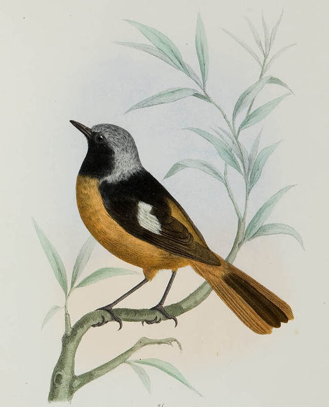 Daurian Redstart