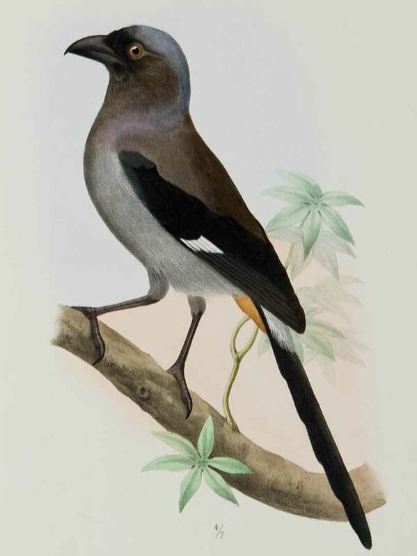 Grey Treepie