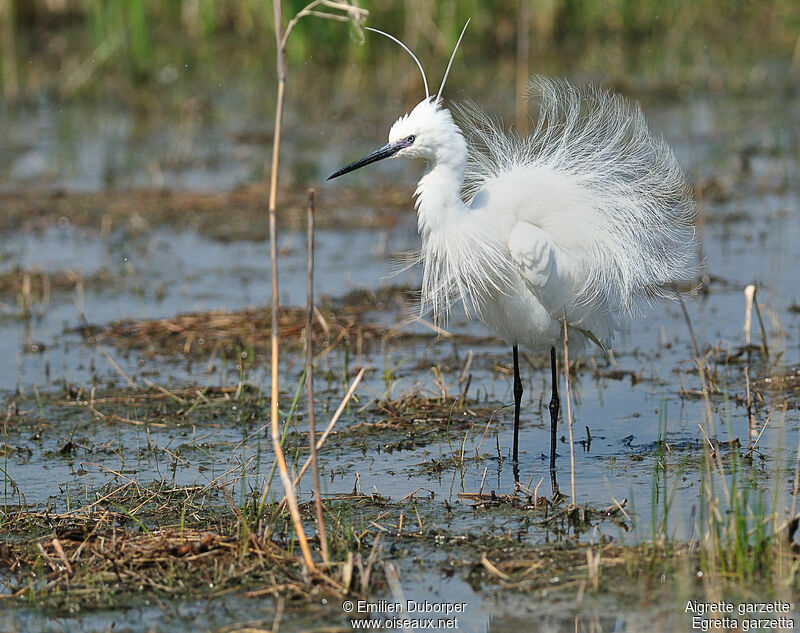 Little Egret, identification