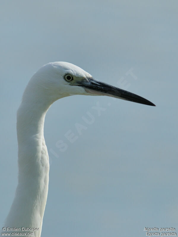 Little Egret