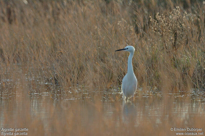 Little Egret, Behaviour