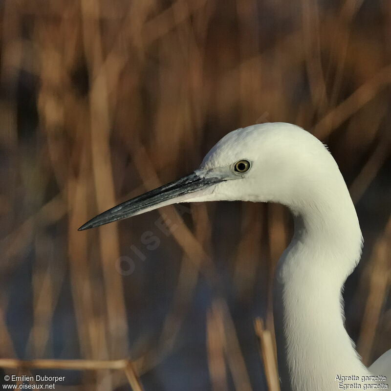 Aigrette garzette