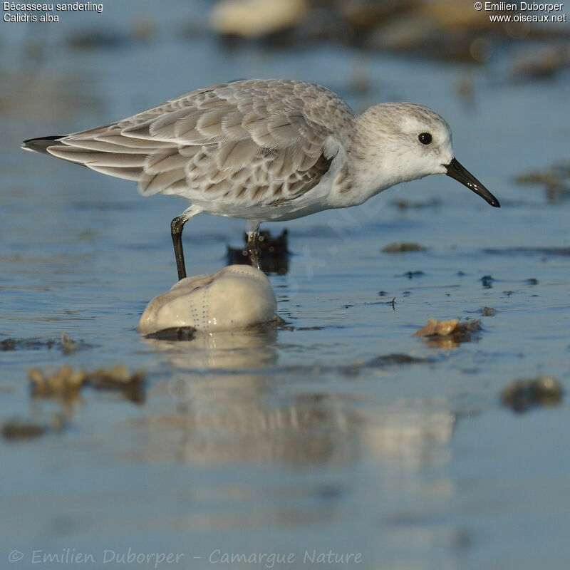 Bécasseau sanderlingadulte, identification