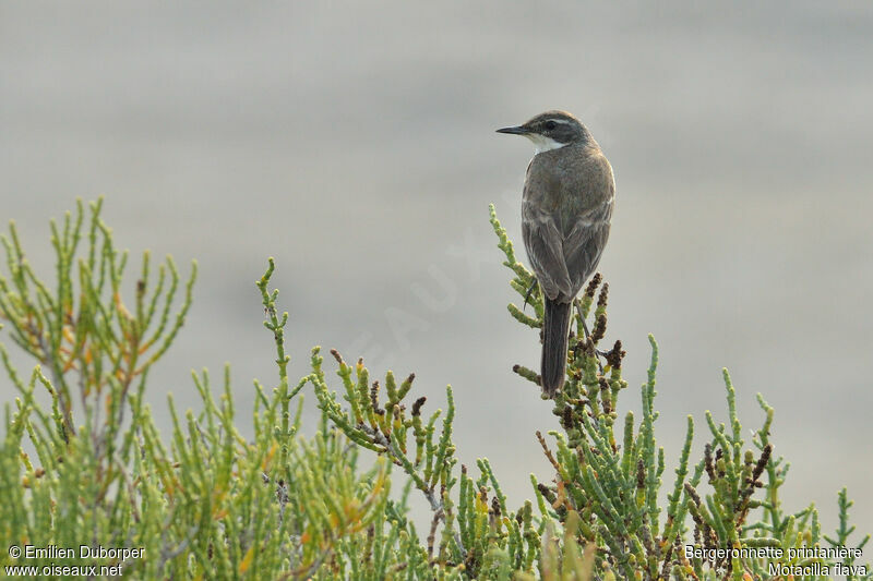 Western Yellow Wagtail, identification