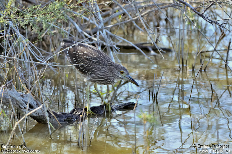 Black-crowned Night Heronjuvenile