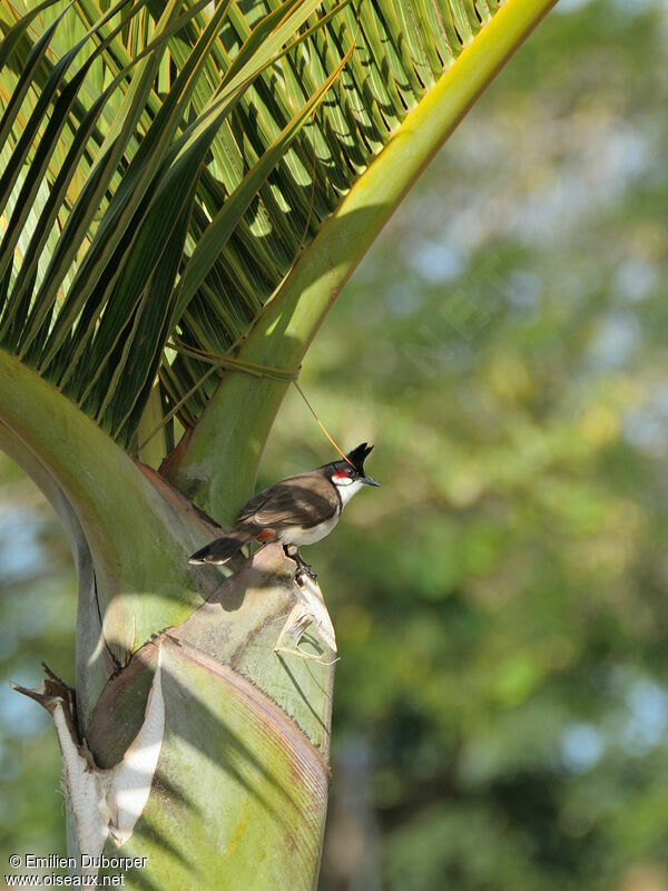 Red-whiskered Bulbul