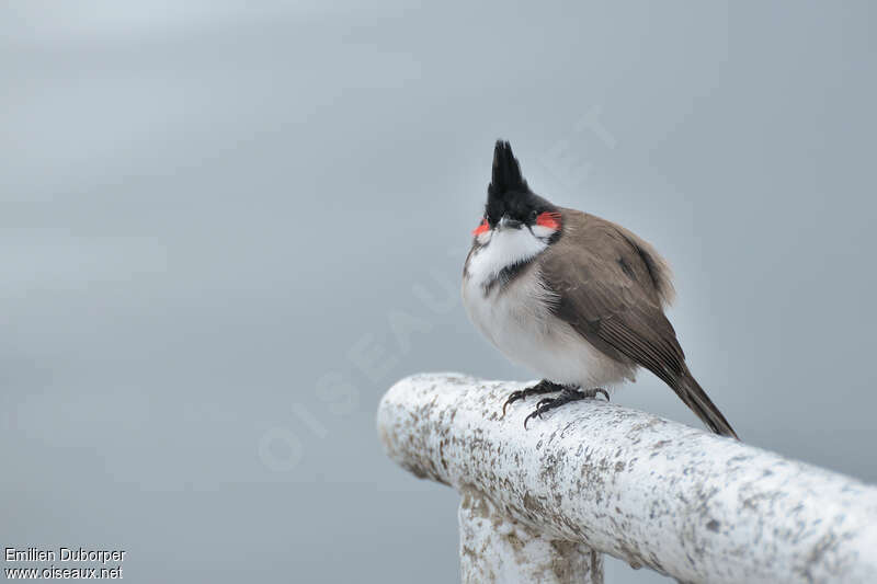 Red-whiskered Bulbul, identification