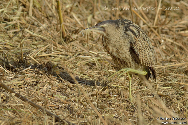 Butor étoilé, identification