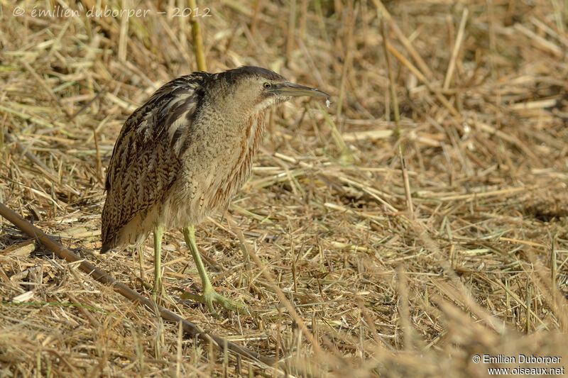 Eurasian Bittern, identification