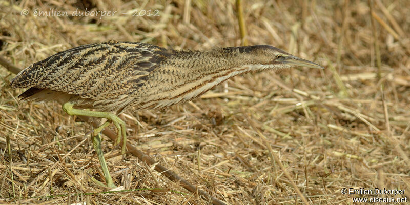 Eurasian Bittern, identification, Behaviour