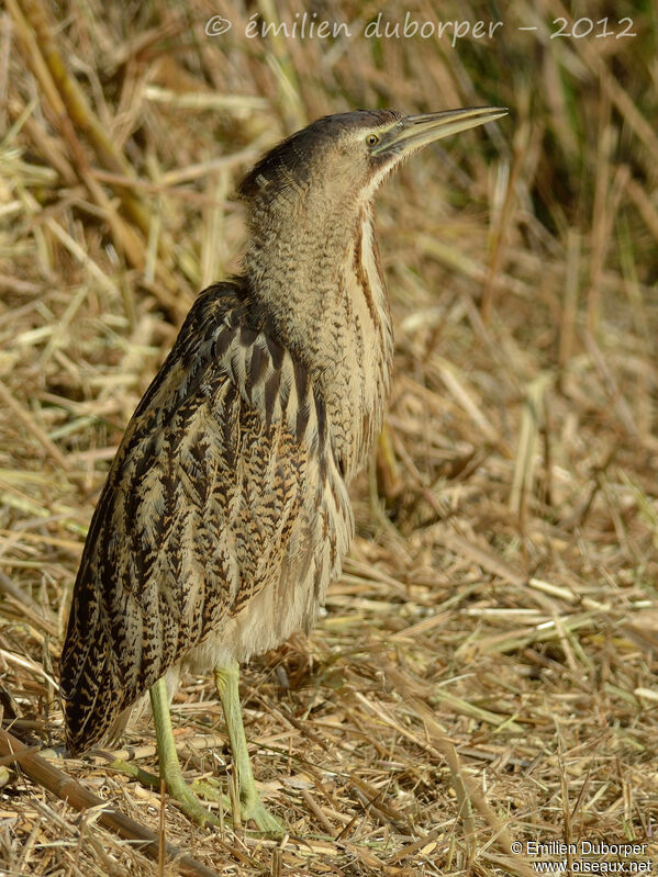 Butor étoilé