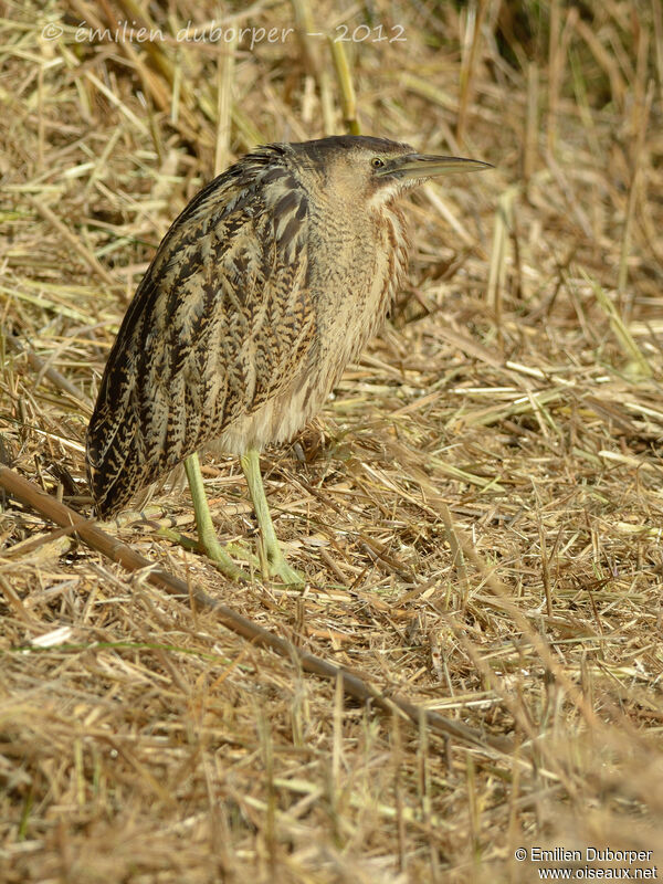 Eurasian Bittern, identification