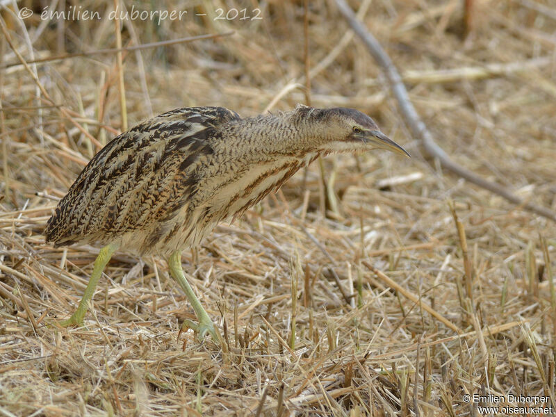 Eurasian Bittern, identification, Behaviour