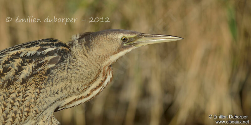 Eurasian Bittern